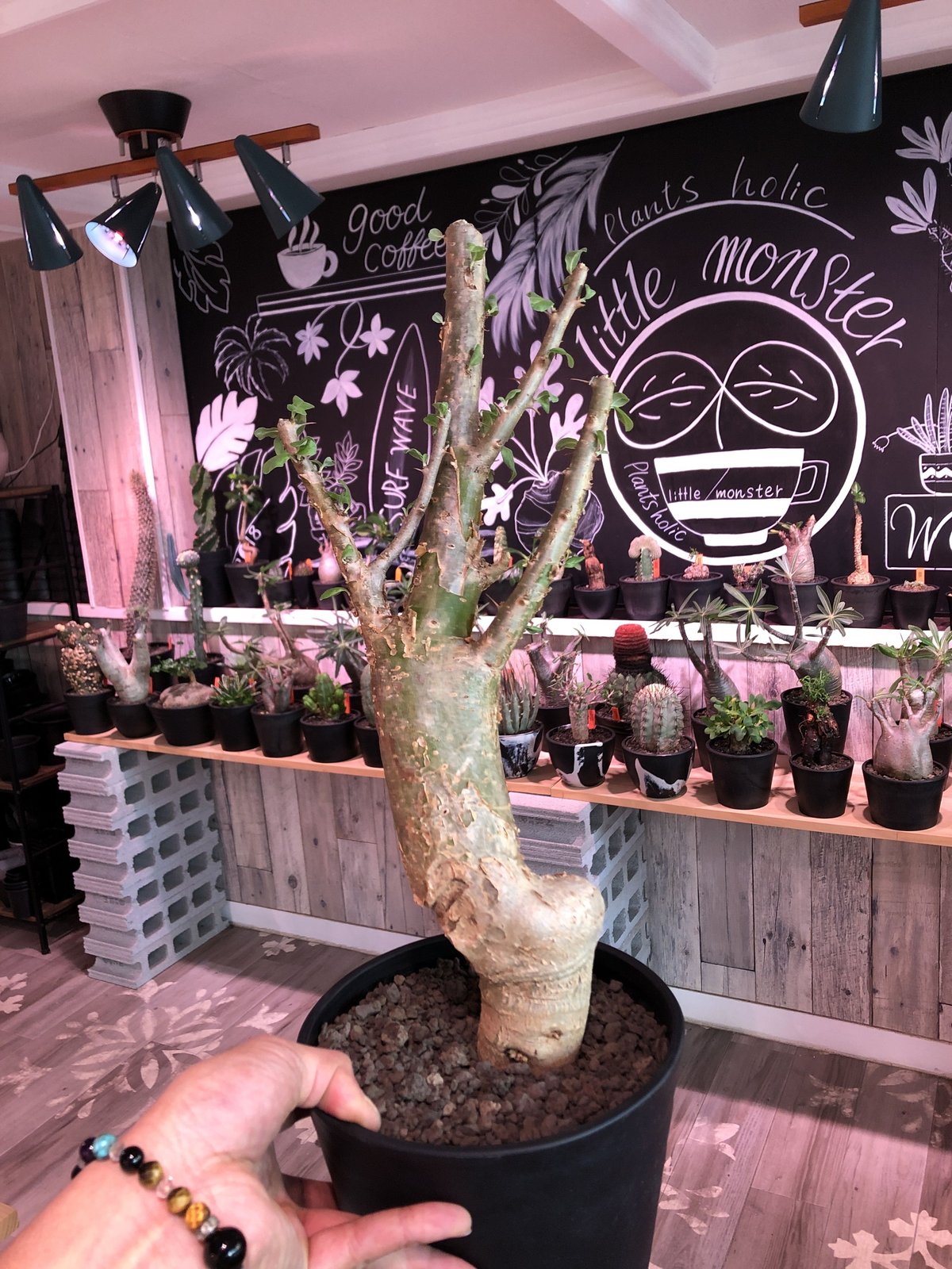 sesamothamnus busseanus《L size》極太激希少株※まばらトゲと白味あ