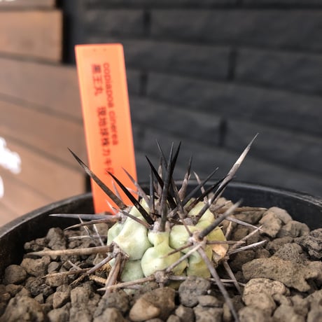 copiapoa  cinerea  黒王丸《S size》希少強刺type※現地球カキ仔自根株※良きDNAを継承したwild且つ極白肌が美しい一株※mad black pot植え