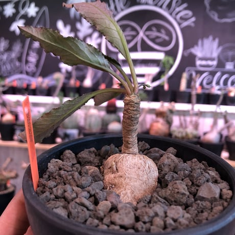 euphorbia cremersii《M size》※大きめぽっこり塊根&葉の表と裏がcolor違いの上、mad質で渋い肌質が大変カッコ良く上品な一株‼︎※mad black bowl pot植え