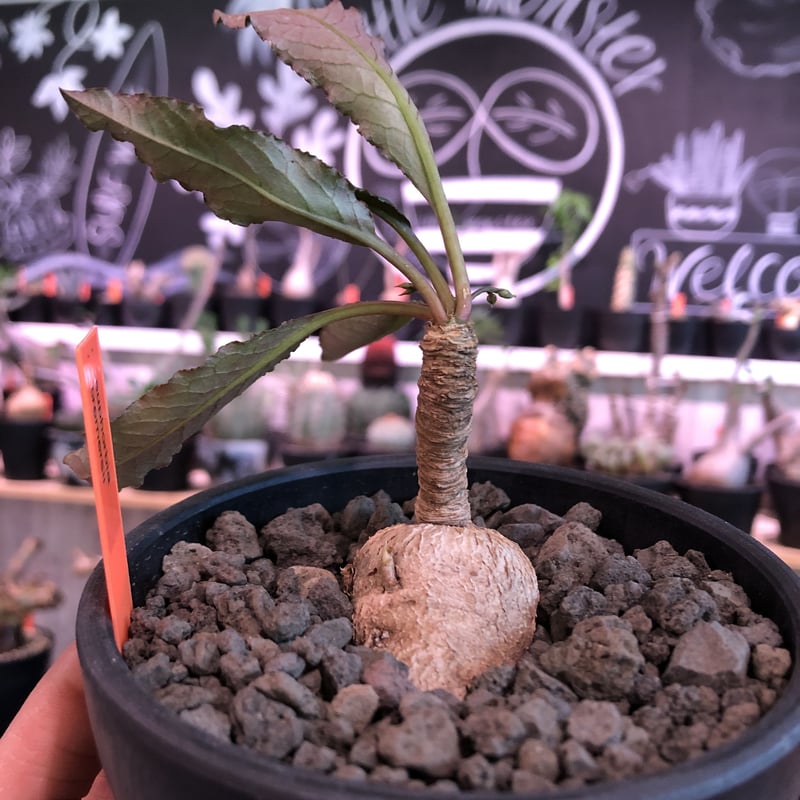残少！　クレメルシー　ユーフォルビア　国内実生　多肉植物　塊根 cites 1 isla del pescado - Euphorbia cremersii-ユーフォルビア