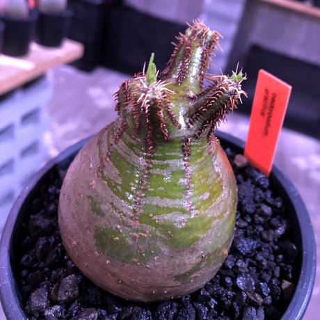 packypodium  gracilius《M size》green肌‼︎驚愕低重心※現地球発根済株※店主国内管理3年株※極短枝で愛くるしいcolorに極ぼってり樹形※mad black pot植え