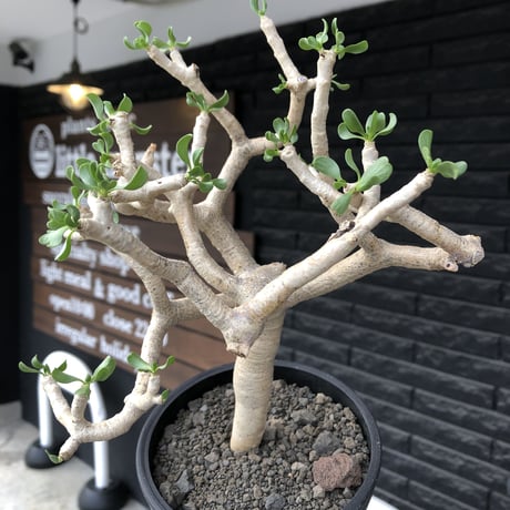 othonna furcata《 L size》極白肌良樹形※現地球発根後店主国内管理5年株※極美白肌且つ丁度良きサイズ感の良樹形株※mad black pot植え