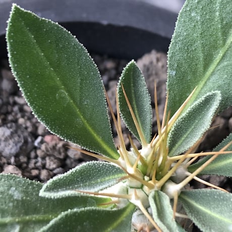 pachypodium  namaquanum 光堂《S size》littmon seed🌱※希少‼︎威勢よく葉も展開中‼︎しっかり育てたかわいい奴※mad black pot植え