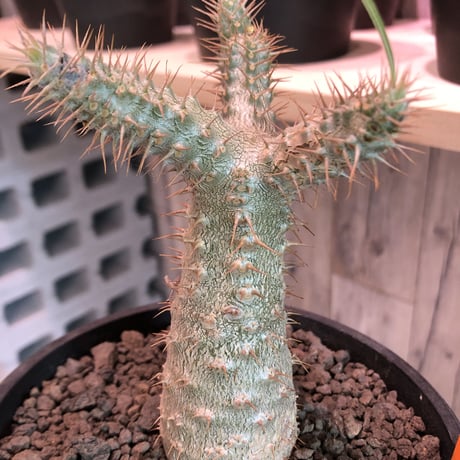 packypodium   gracilius（S size）