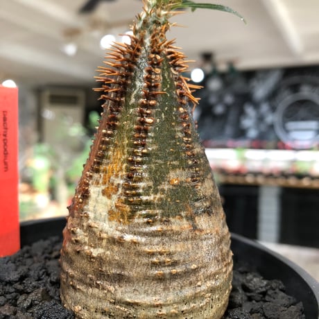 pachypodium gracilius《大きめS size》※現地球株発根済※味深くビンテージ感強き現地焼けに希少green肌を保つ樹形バランスも抜群な一株‼︎※black bowl pot植え