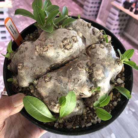 packypodium  brevicaule（恵比寿笑い）L size