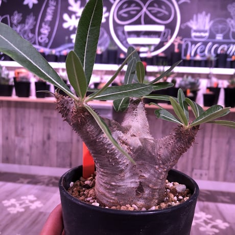 packypodium    cactipes《M size》発根済み株‼︎