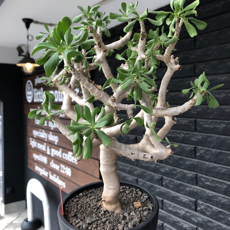 美品 オトンナ 冬型塊根 洋書 買い誠実 plants230112e27-247x296