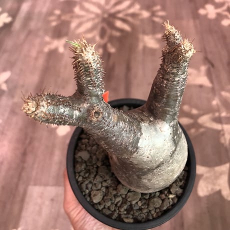 packypodium  gracilius《小さめM  size》※現地球発根済株‼︎※早々芽吹き始めた希少二頭枝グラキ‼︎白柄が愛くるしい一株※mad black pot植え