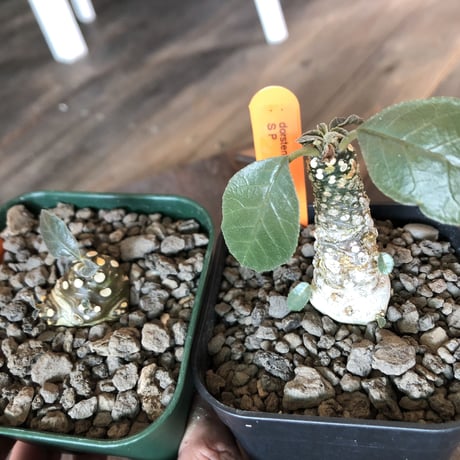 dorstenia 2種セット《 SP＋ foetida》