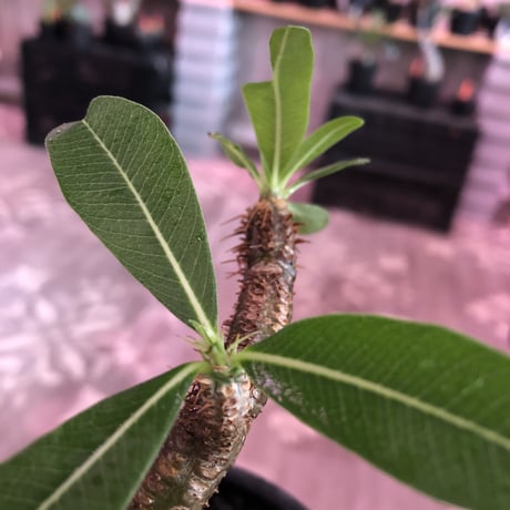 packypodium  gracilius《大きめM size》希少green肌※現地球発根済株※極球体樹形な美株の上、何より肌カラーも堪らないリトモン渾身の一株‼︎※mad black pot植え