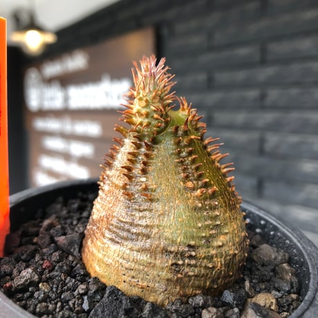 pachypodium gracilius《小さめS size》希少‼︎green肌＆球体株※現地球発根後店主国内管理2年株※極めて丸々した手放したくないかわいさ※mad black pot植え