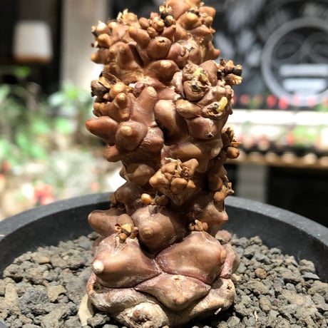 othonna herrei《L size》※現地球株発根済※ウェイト低く極太株となりボコボコ突出感も強い立体樹形‼︎※black pot植え