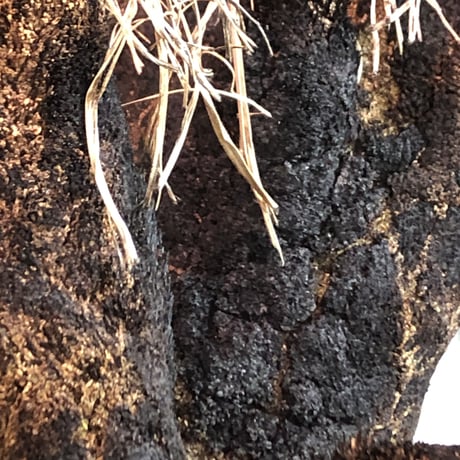 xerophyta  trichophylla《S size》※現地球発根済株※驚愕強靭株※限りなくweightはlow‼︎品種としこれでもかわいい小振りサイズ‼︎※mad black pot植え