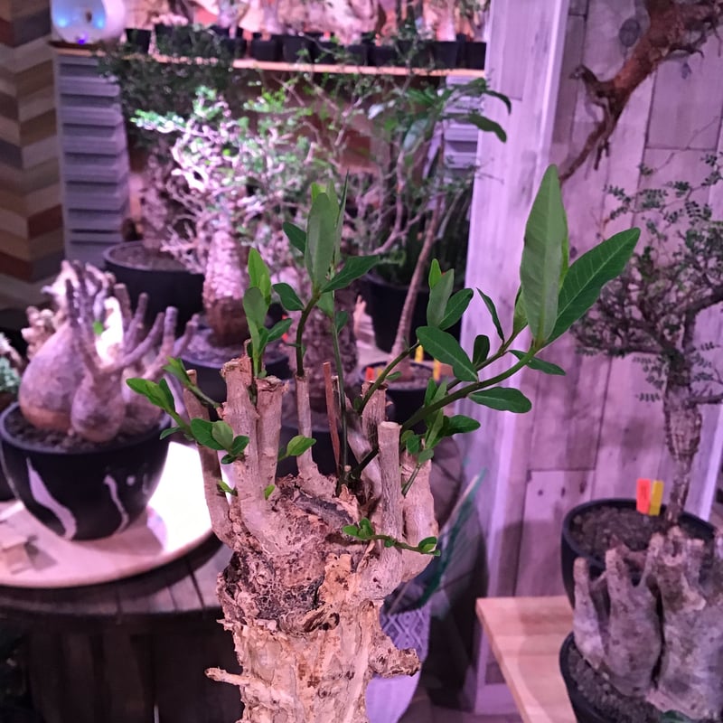 ユーフォルビア マハボボケンシス Euphorbia mahabobokenis 697da8e4914fb1542b36302b228a4c