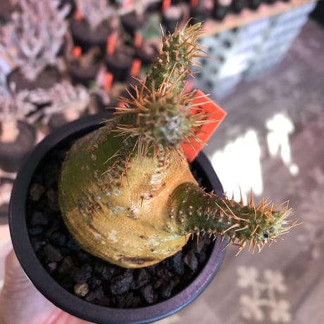 packypodium  gracilius《大きめS size》驚愕‼︎激希少株※現地球発根済株※左半面くっきりgreen肌＆右半面all現地焼け肌のヤバ過ぎる一株※mad black pot植え