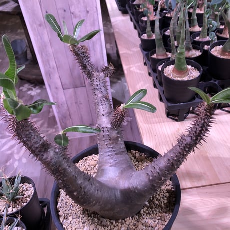 packypodium  roslatum  var.horombense《L L size》※発根済み株