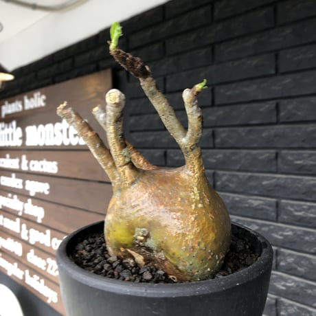 pachypodium gracilius《小さめL size》※現地球発根後店主国内管理2年株※愛くるしいぼってり良樹形な一株※mad black bowl pot植え