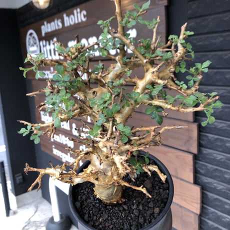 commiphora  stocksiana《大きめL size》※現地球発根後店主国内管理12年株※weight低く長年枝も太く作り込んだ佇まいが堪らない一株※鉄鉢植え