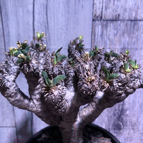 euphorbia     gullaumniana《M size》