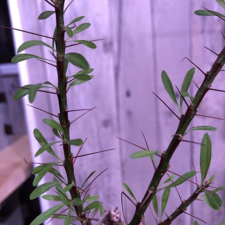 fouquieria  purpusii《M size》 ※希少株  ※幹の模様が特徴な人気種　※限定2株