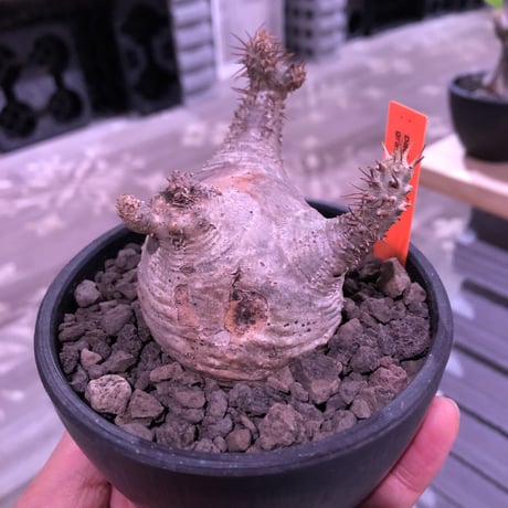 packypodium  gracilius《大きめS  size》※現地球発根済み株‼︎※驚愕‼︎可愛すぎる程まん丸グラキ‼︎※mad black bowl pot植え