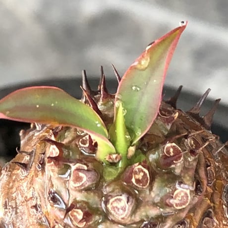 euphorbia  pachypodioides《M size 》※現地球株発根済※ボコボコ立体的樹形‼︎葉表がグリーンで葉裏とお花が紫なのが魅力的※mad black bowl pot植え