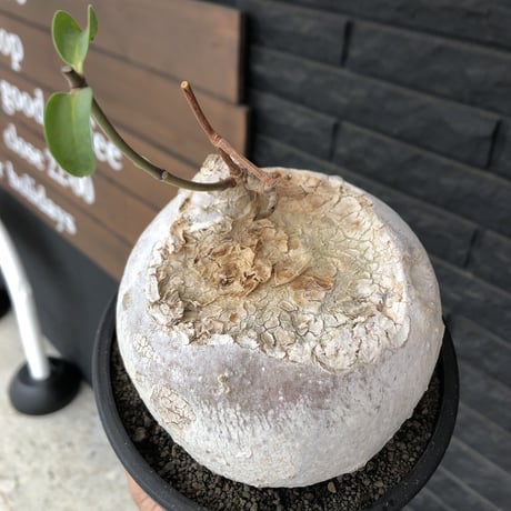 raphionacme procumbens《L size》激希少種‼︎極白球大株※現地球発根後店主国内管理5年株※希少性激高‼︎まん丸球体&極白肌&エグれが堪らない※black bowl pot植え