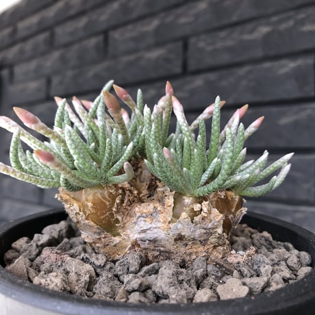avonia  alstonii《XL size》※現地球発根後店主国内管理13年株※年代物且つ驚愕big株‼︎二度と手に入らないサイズ感‼︎ver.white花※ mad black pot植え
