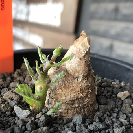 pterodiscus   elliottii 《M size》驚愕‼︎激希少種※現地球発根後店主国内管理3年株※綺麗&味深さを併せ持つ大変希少な一株‼︎※mad black pot植え