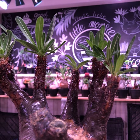 packypodium  gracilius《L  size》※現地球発根済株※店主国内管理3年株※現地焼けの自己主張強きぼってりwildグラキ‼︎※mad black pot植え