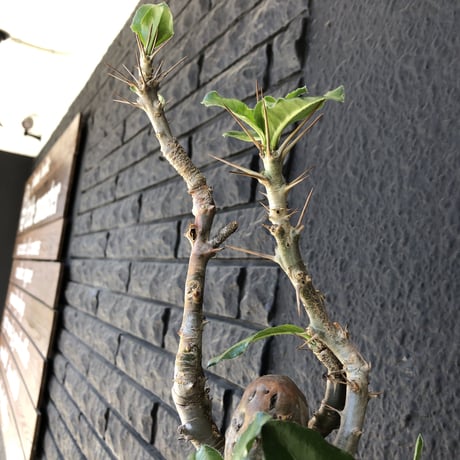 packypodium  saundersii《L size》