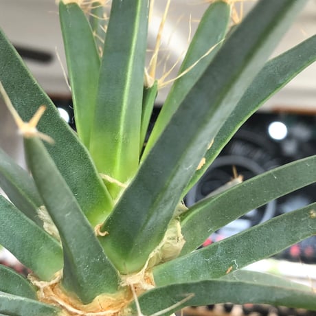 leuchtenbergia principis 晃山《L size》※現地球大株カキ仔発根済※どっしり構えの極太株‼︎育ちと共により味深くなり強靭で育てやすい一属一種※black pot植え