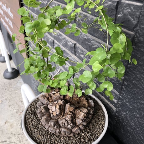 dioscorea elephantipes アフリカ亀甲竜《大きめL L size》大株※現地球発根後店主国内管理18年株※好きな方には堪らないwildすぎる出立ち※mad white 浅鉢植え