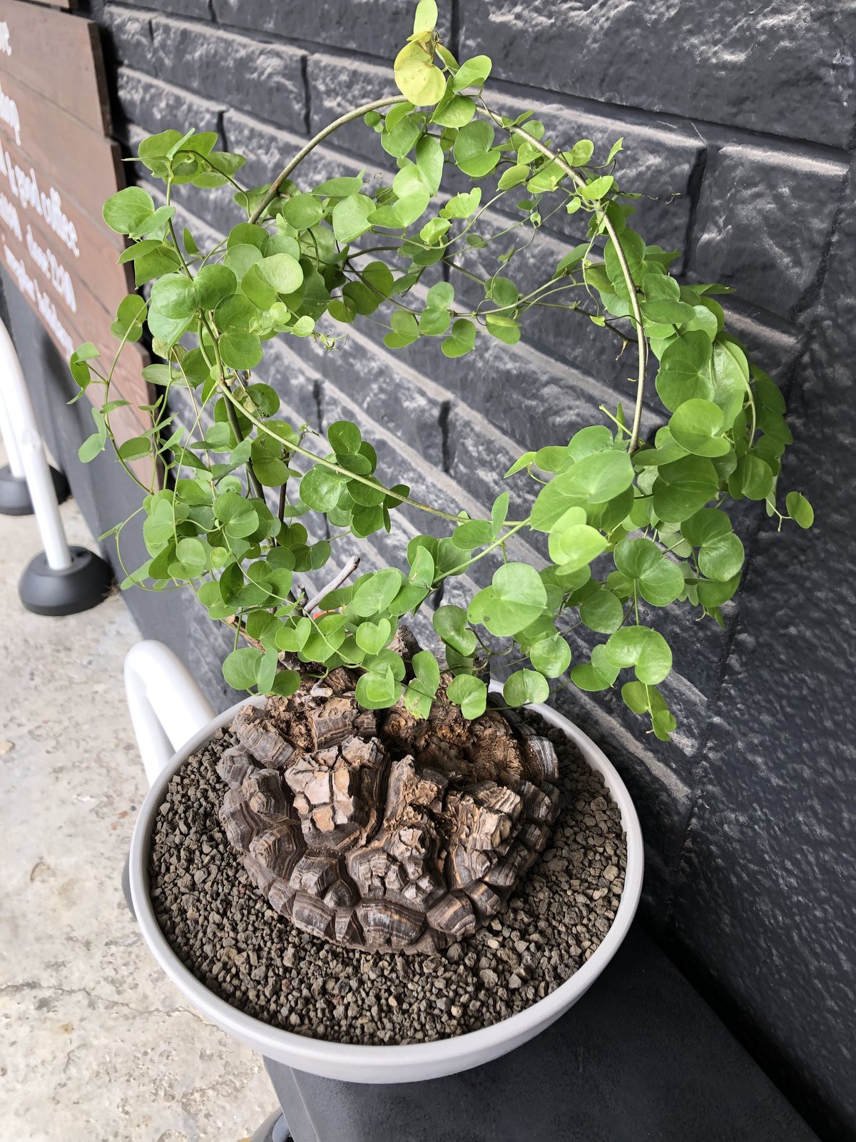 dioscorea elephantipes アフリカ亀甲竜《大きめL L size》大株※現...