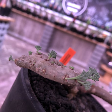 sarcocaulon   multifidum《L size》※ピンクの花も葉も可愛い人気者  ※mad  black  pot植え