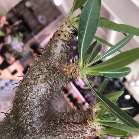 packypodium    gracilius《M size》