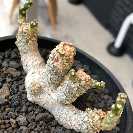 dorstenia  horwoodii《LL size》※現地球株発根済※古き良き味深い極白肌&低重心ぷっくり株元も堪らない渾身の一株‼︎※black bowl pot植え