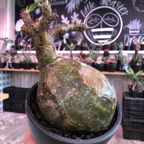 packypodium  gracilius《L size》激希少green肌※現地球発根済株※大きなパパイヤみたく激ぼってり樹形にウェイト低き良き装い※mad black bowl pot植え