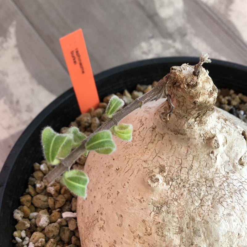 raphionacme burkei《L size》希少株‼︎ | plants holi