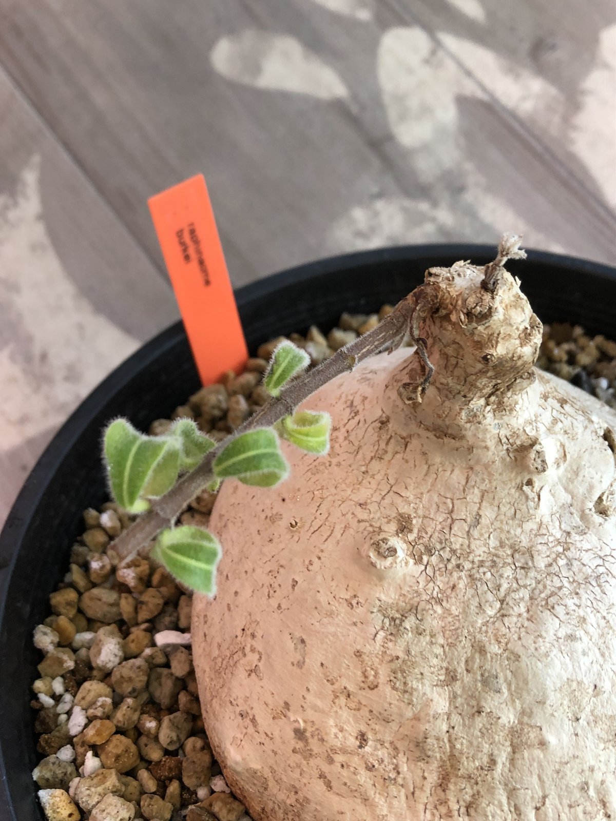 raphionacme burkei《L size》希少株‼︎ | plants holi