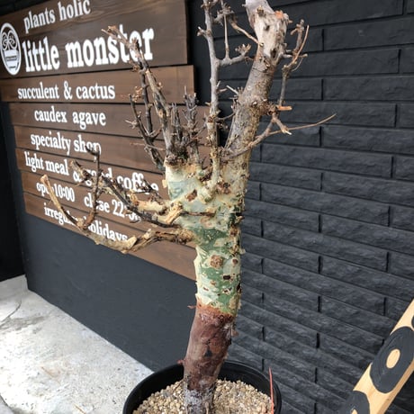 commiphora    africana《L size》佇まい🤩