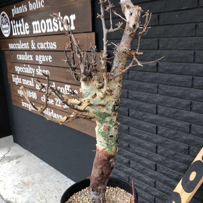 commiphora africana《L size》佇まい🤩 | plants hol