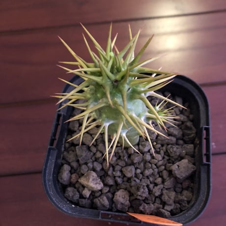packypodium  ambongense