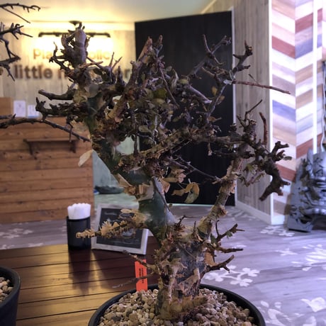commiphora    africana《L size》