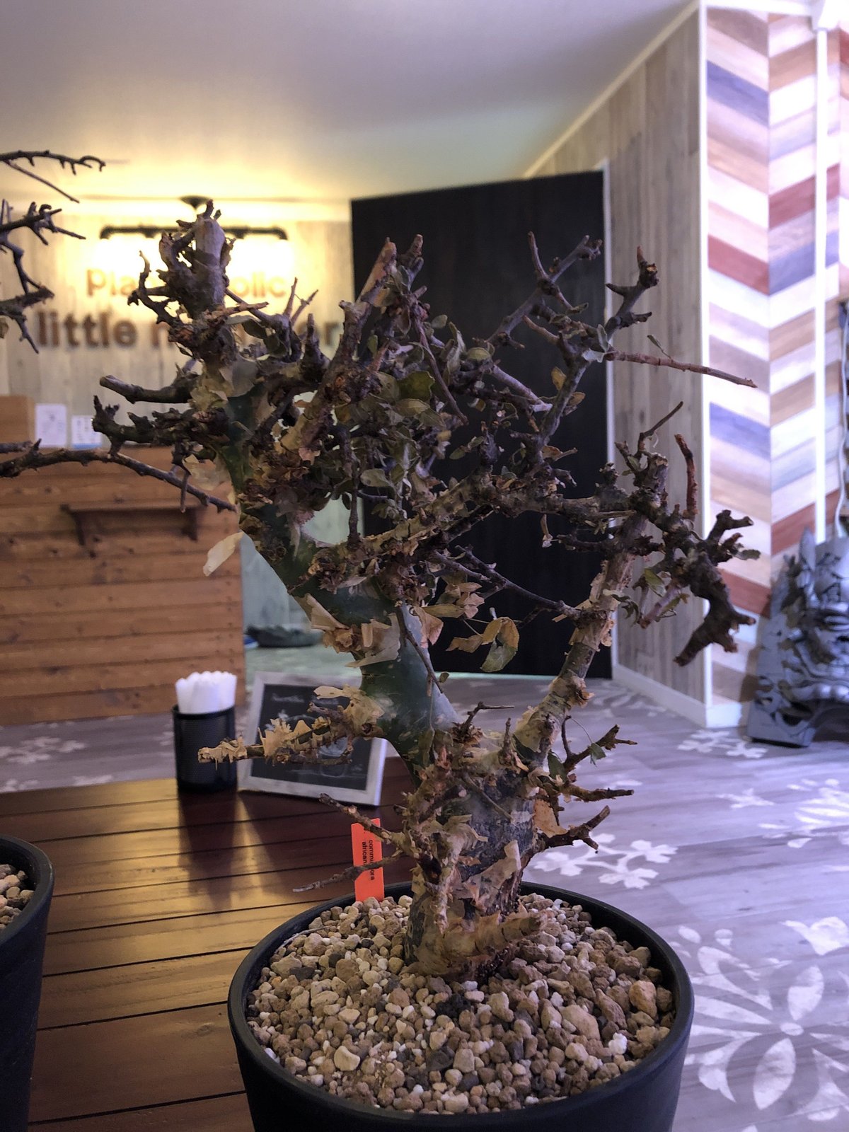 commiphora africana《L size》 | plants holic