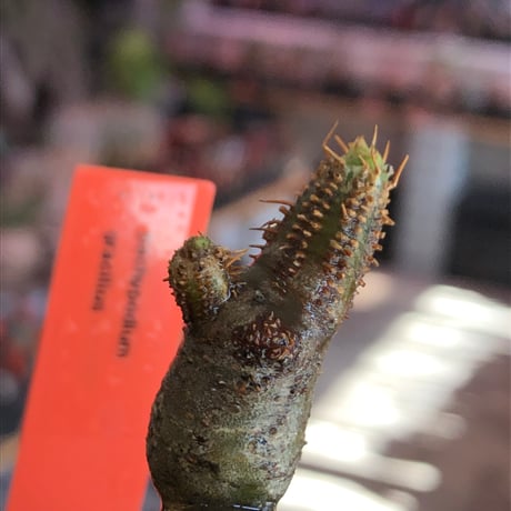 pachypodium gracilius《S size》一部green肌株※現地球発根後店主国内管理3年株※極短枝のコロコロまん丸樹形のかわいいグラキ※mad black pot植え