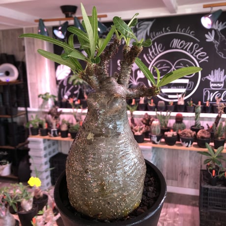 packypodium  gracilius《L size》※現地球発根済株※店主国内管理2年株※枝折れにより一頭枝ながら激しい小枝多数のぼってり選抜株※mad black pot植え