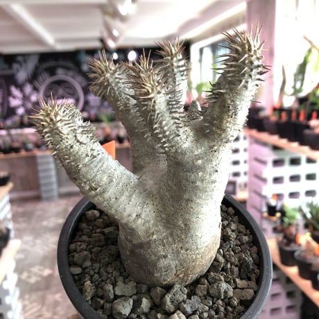 packypodium  gracilius《M  size》※現地球発根済株‼︎※四つ枝でバランス良き、可愛い白肌グラキ※mad black pot植え