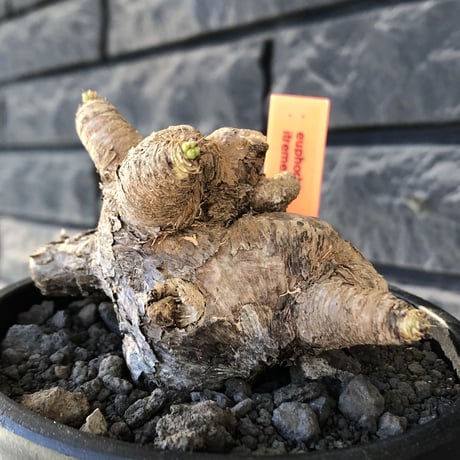 euphorbia  itremensis 《L size》※現地球発根後店主国内管理5年株※極太塊根を持ちweight低く大変将来有望な良樹形※mad black bowl pot植え